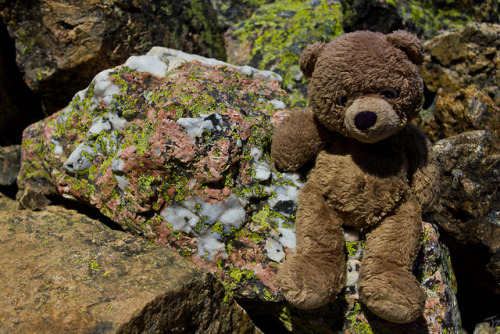 adventureswithteddy:While working his way down Mount of the Holy Cross a chunk of pink granite caugh