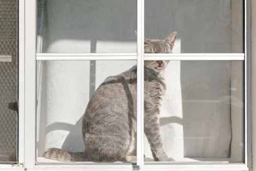 ccsix: cat in window with tongue out - Fairfield, CA