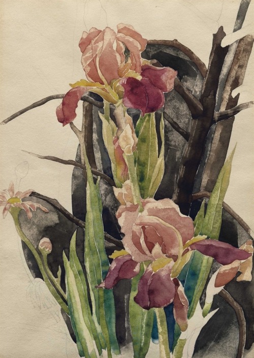 thunderstruck9:Charles Demuth (American, 1883-1935), Flowers: Irises, c.1925. Watercolor and pencil 