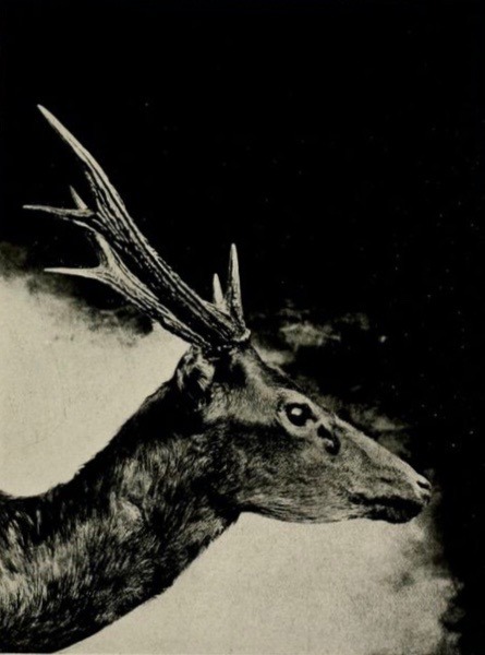 nemfrog:  “Head of Cervus Steerii. Male.” Steere’s Pigmy Deer. On sundry collections