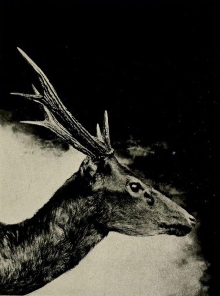 nemfrog:  “Head of Cervus Steerii. Male.” Steere’s Pigmy Deer. On sundry collections of mammals received by the Field Columbian Museum from different localities, with descriptions of supposed new species and sub-species. 1896. 