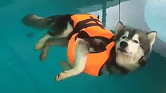 thenatsdorf:Floating husky. [full video] adult photos