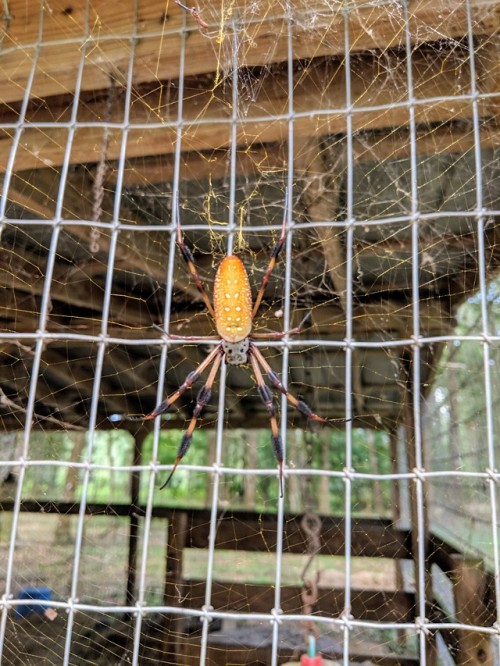 gurguliare:Spiders About The Goat HouseHANDSOME STRIPEYS