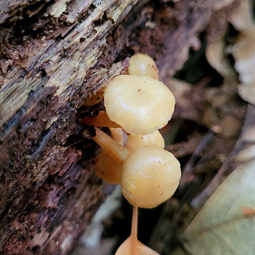 tom-at-the-farm: Fungus + slime mold = BFFs