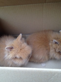 ask-irl-maidlevi:  This is Oliver (and his brother) he’s a baby lionhead bun and I’ll be getting him next Saturday :3  masterdean94