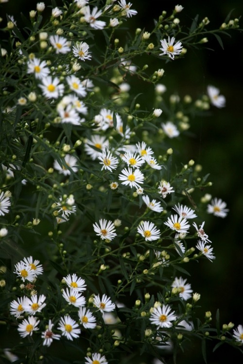 walking-geema:Wild Aster  SUBMIT TO THE VOID Theme: fires & flowersSend to void.envy.zine@gmail.