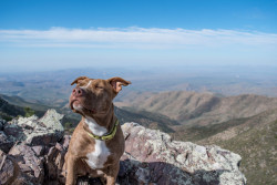 awwww-cute:  My pup enjoying the fresh air