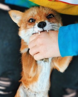 everythingfox:  nomJuniper the Fox