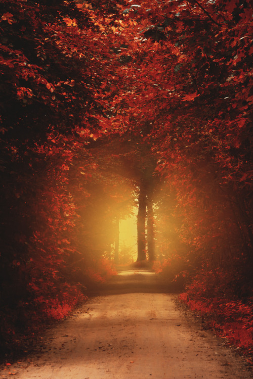 azuroworld:Feeling like fall by Ingmar Hoogerhoud | Azuro