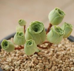 the-wiccans-glossary: Rose succulents, anyone?   The Wiccan’s Glossary    