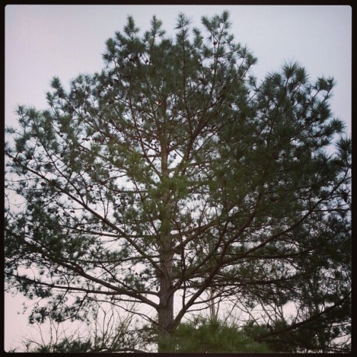 #fmsphotoaday #photoadaydecember I Planets This #tree When I Way UN 2nd Grade!