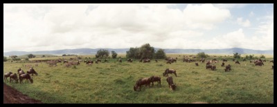 More Wildebeest Ngorongoro, Tanzania