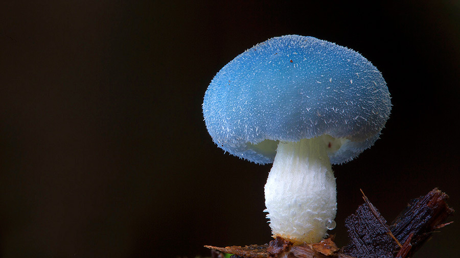 mayahan:  Australian Fungi Photographed by Steve Axford