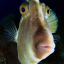 fishf1shhh