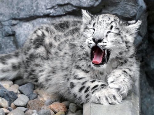Awww