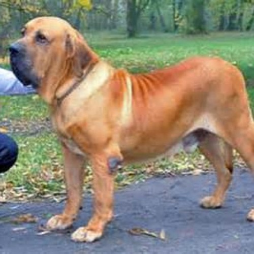 STEVE THE DOG TRAINER The Fila Brasileiro is a Brazilian #mastiff...