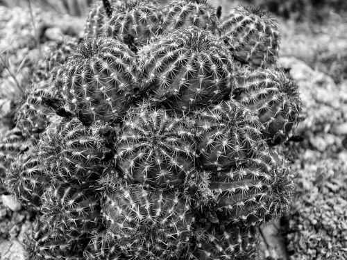 Just a cactus in Colorado. See it in colour on @theoryxpractice #ricoh #gr #ricohgr #ricohgrd #grdig