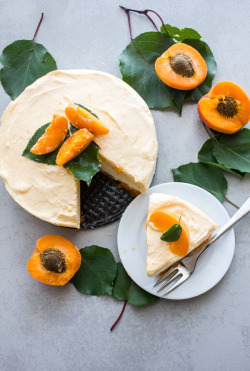 foodffs:  FRESH APRICOT DOUBLE LAYER CREAM DESSERT Really nice recipes. Every hour. Show me what you cooked!