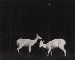 Uconstruction:  George Shiras (1859–1942 American) • Albino Deers 