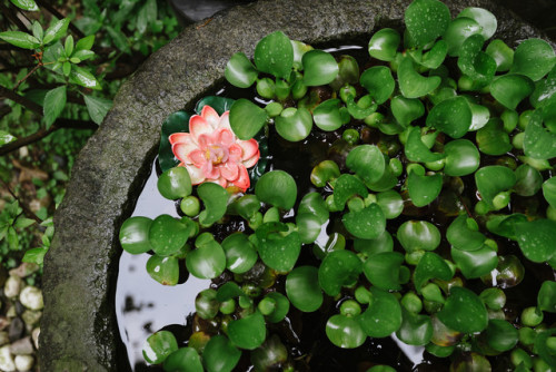 Lotus in a stone basin in the garden of Suyeon Sanbang, a historical tea house in Seongbuk-dong.