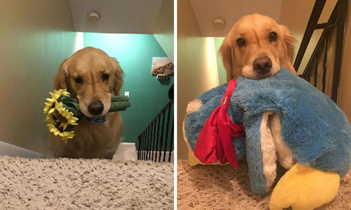 dawgoneit: Therapy Dog Takes A Different Toy To Bed Each Night