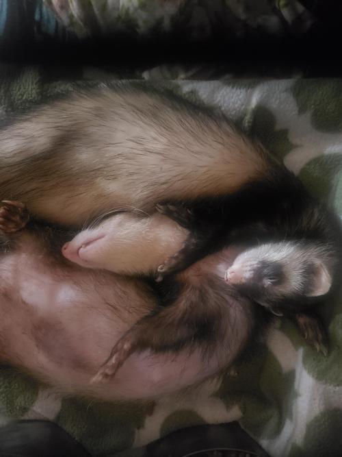 My boys snuggled : ferrets