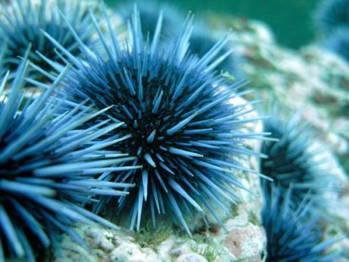 Sea Urchin Scientists recently discovered that the eyeless invertebrates “see” by detect