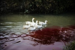 slutshaymin:  the geese continue their merciless slaughterthe rivers continue to run red with the blood of their victims 