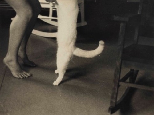 grigiabot:Francesca WoodmanSelf-portrait with cat, New York , 1980