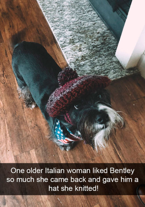 animalsnaps