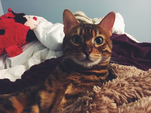 97tilforever: So tonight, Nahla decided to be extra cute, so I took pictures of her for a good ten m