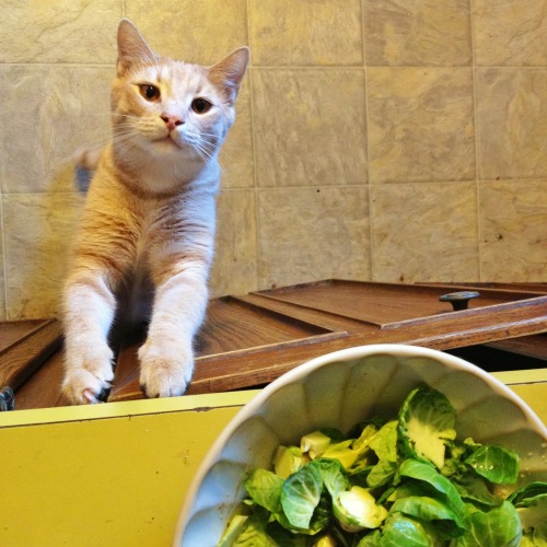 derpycats:Frankly likes brussels sprouts alright, but his favorites are romaine lettuce and strawber