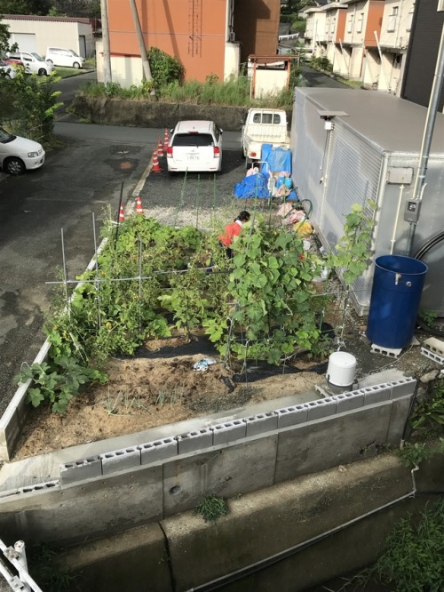 Home garden at parents’ house in Ozu city Ehime Japan 実家に帰ったら、家庭菜園ができていた。