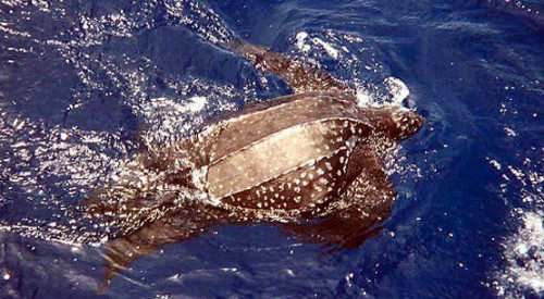 The leatherback turtle has no teeth.  Instead, its throat is lined with backwards-pointing spines de