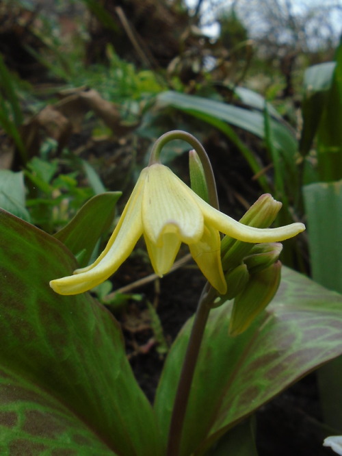 Dog’s Tooth Violet aka Erythronium flowering in my garden at end of March 2018 before and after the 