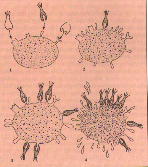 Antibodies are the secreted form of B-lymphocyte receptors and are a part of adaptive immunity, but 