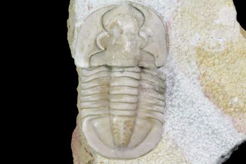 fossilera: 1.4" Niobella Lindstroemi Trilobite - Rare Species This is a beautiful, 1.4" lo