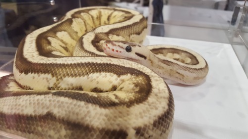 more of,, the pastel superstripe,, still Layne Labs