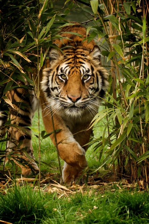 XXX beautiful-wildlife:  Tiger by Paul Hayes photo