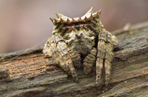 mmmskulljuice: adorablespiders: A kind of Bark Darwin Spider  image source This is the wise eld