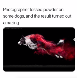 thefingerfuckingfemalefury: asymbina:  jhameia:   babyanimalgifs: This is perfect (@jessbellphotography) @pancakes-after-midnight do you… do you think we could convince the bosses to do a dog book   This looks like dogs with superpowers  Photographer: