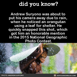 did-you-kno:  Andrew Suryono was about to put his camera away due to rain, when he noticed an orangutan using a leaf for shelter. He quickly snapped this shot, which got him an honorable mention in the 2015 National Geographic Photo Contest.  Source