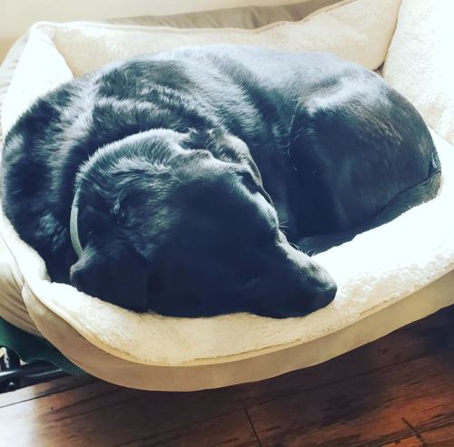 lauravanarendonkbaugh: I feel like Jon’s supervisor today is a bit lax. #penny #Labrador #labradorso