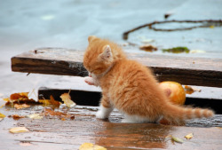 pagewoman:  Autumn Kitten   🌿  🐈