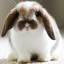 sweet-bunny-dreams
