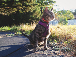 ZELDA; CAT ON A LEASH (and her not as awesome