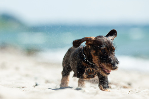 hounddogsrunning:Lukas at the beach