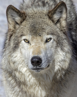 her-wolf:    A captive Timber Wolf comes out during afternoon feeding - Montebello, Quebec by Tony Beck  