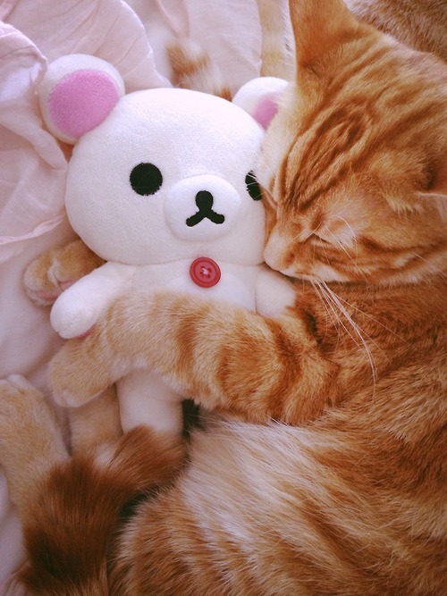 tumblr photo trueloves-purekiss 0