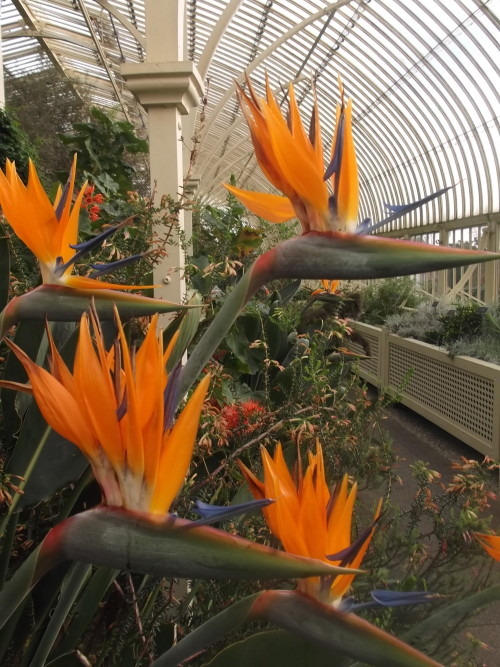 Bird of Paradise (Strelitzia reginae), native to South Africa. Really cool and unusual looking. 